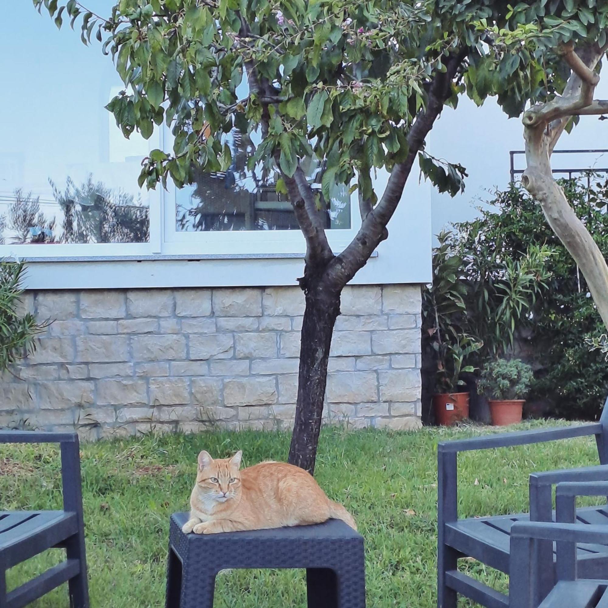 New Vivano V I D With Amazing View Apartma Zambratija (Istria)